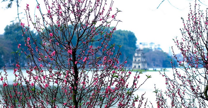 Tháng giêng hoa đào chào xuân